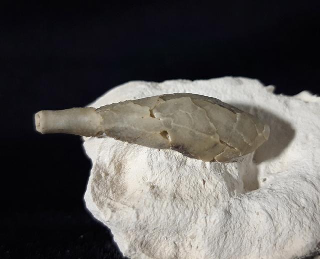 Stachel eines Tylocidaris baltica (SCHL�TER 1892) - Bild &copy; FossNet FossilienStore